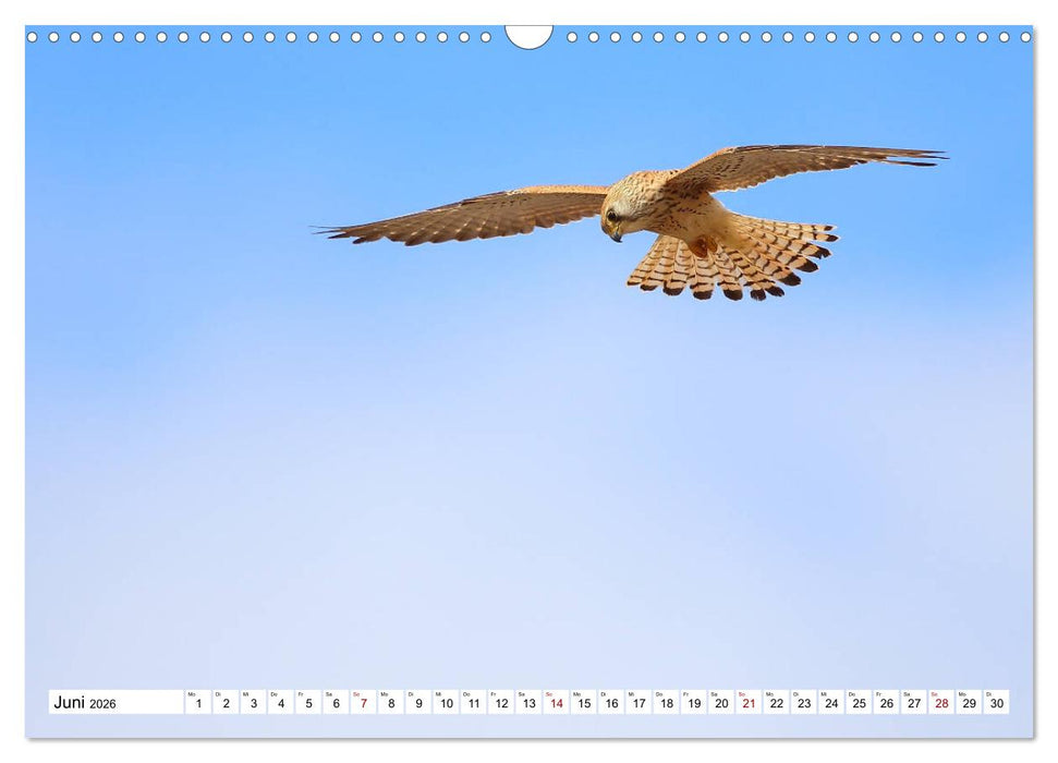 Vögel in der Extremadura (CALVENDO Wandkalender 2026)