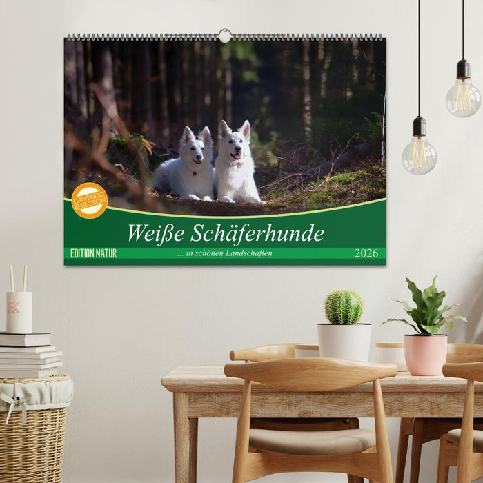 Weiße Schäferhunde in schönen Landschaften (CALVENDO Wandkalender 2026)