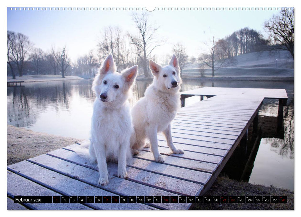 Weiße Schäferhunde in schönen Landschaften (CALVENDO Wandkalender 2026)