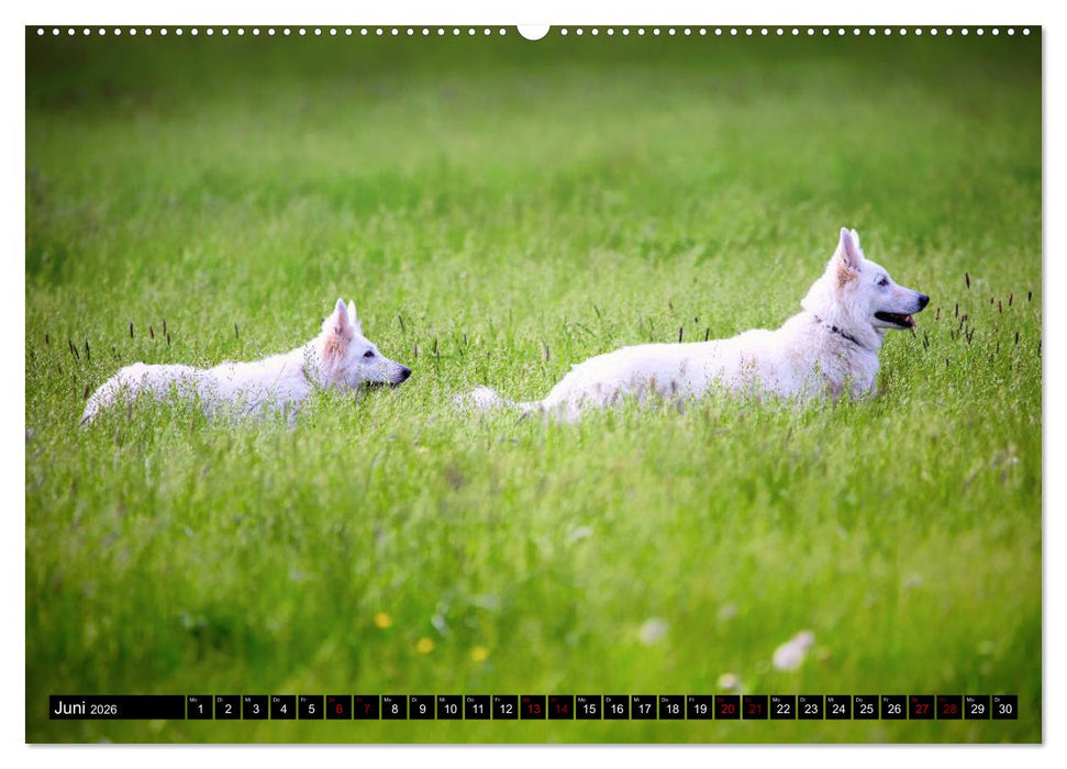 Weiße Schäferhunde in schönen Landschaften (CALVENDO Wandkalender 2026)