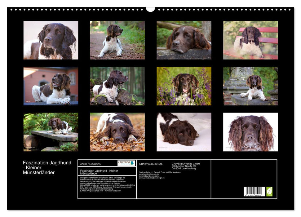 Faszination Jagdhund - Kleiner Münsterländer (CALVENDO Wandkalender 2026)