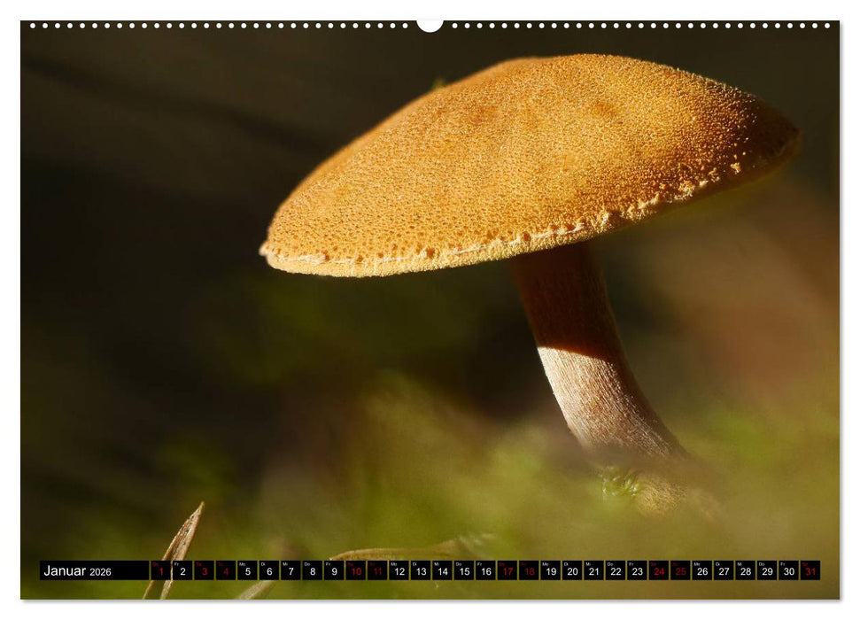 Pilzmania (CALVENDO Wandkalender 2026)