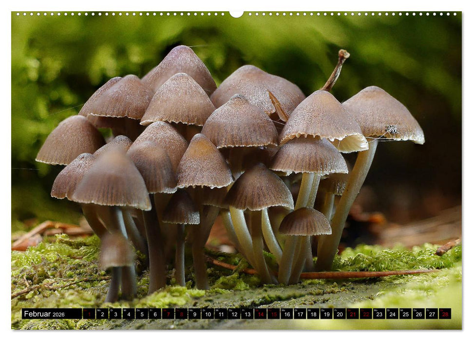 Pilzmania (CALVENDO Wandkalender 2026)