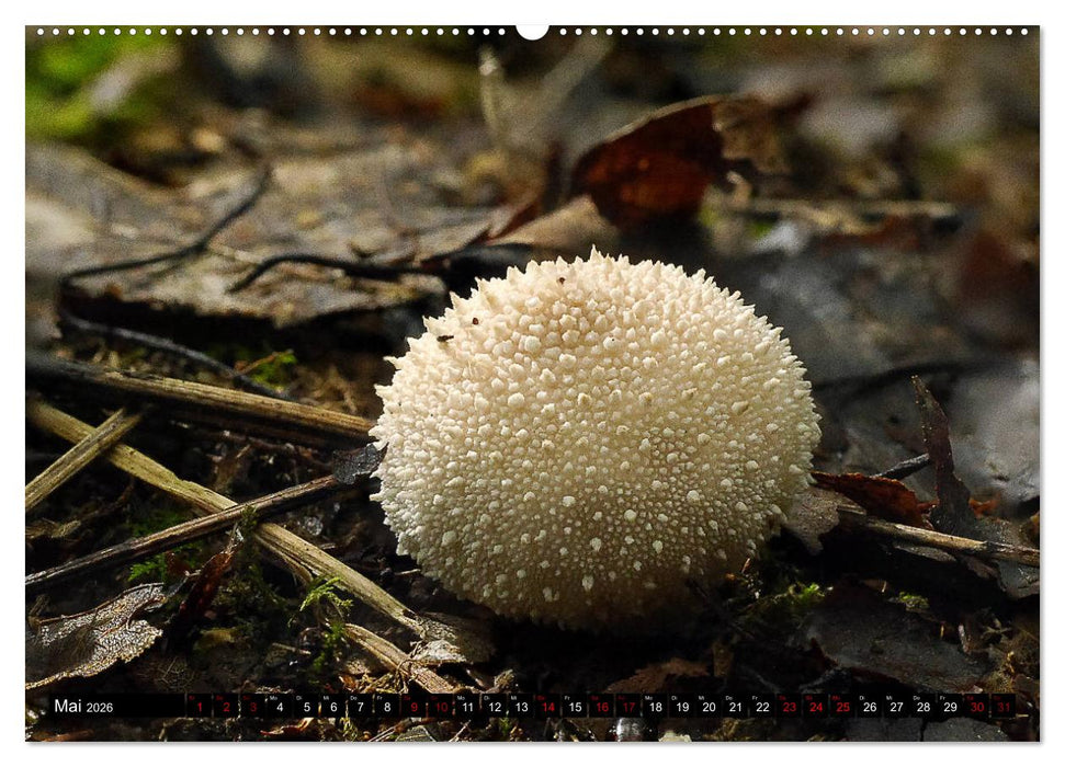 Pilzmania (CALVENDO Wandkalender 2026)