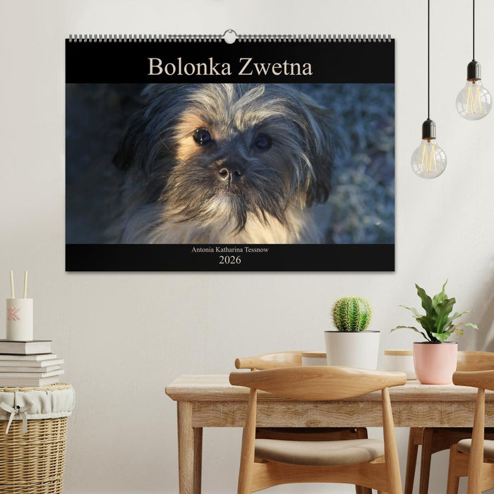 Bolonka Zwetna 2026 (CALVENDO Wandkalender 2026)