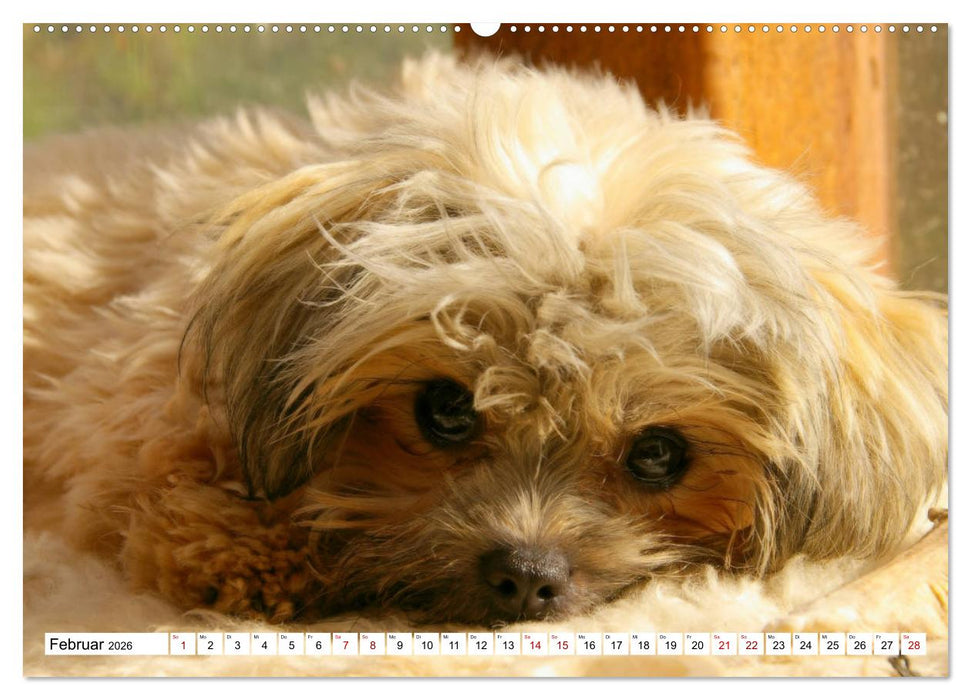 Bolonka Zwetna 2026 (CALVENDO Wandkalender 2026)