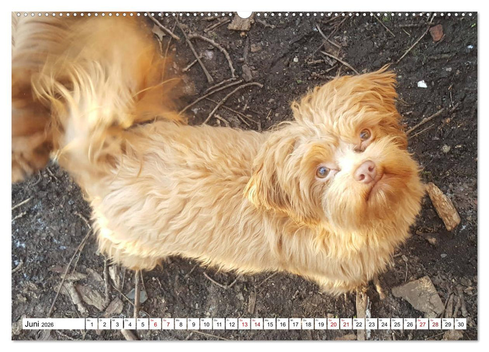 Bolonka Zwetna 2026 (CALVENDO Wandkalender 2026)