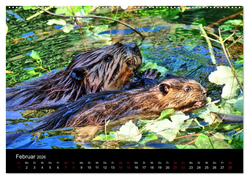 Das Leben der Biber (CALVENDO Wandkalender 2026)