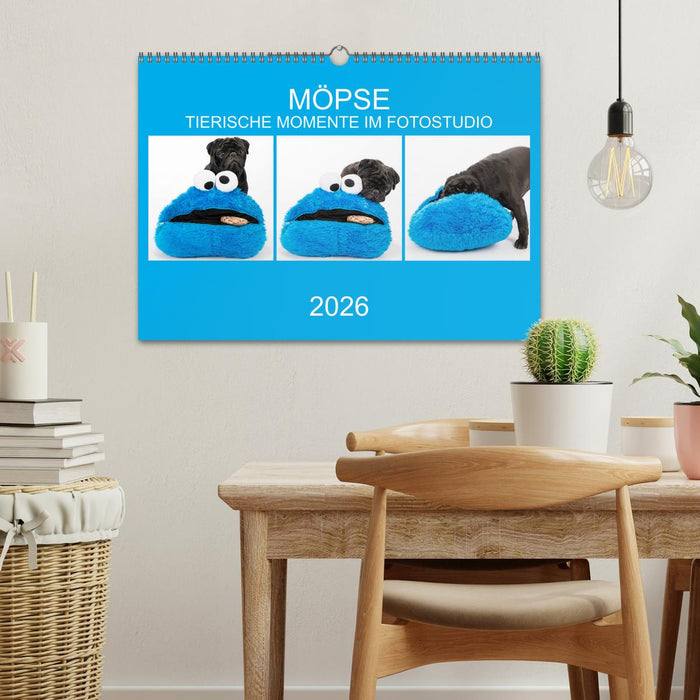 MÖPSE - tierische Momente im Fotostudio (CALVENDO Wandkalender 2026)