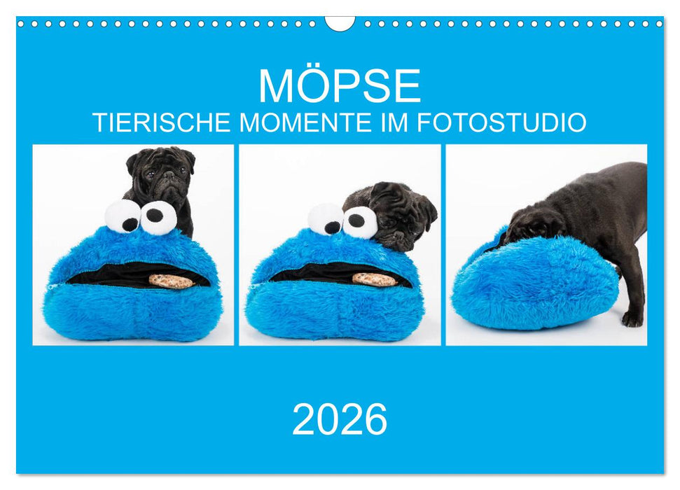MÖPSE - tierische Momente im Fotostudio (CALVENDO Wandkalender 2026)