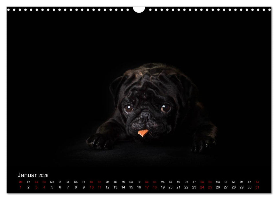 MÖPSE - tierische Momente im Fotostudio (CALVENDO Wandkalender 2026)