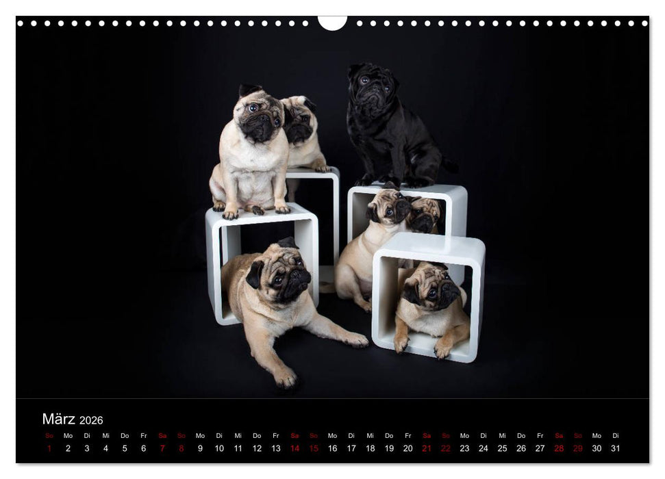 MÖPSE - tierische Momente im Fotostudio (CALVENDO Wandkalender 2026)
