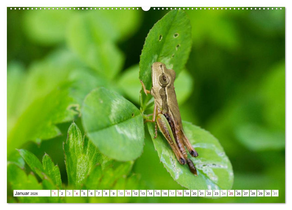 Lustige Tier-Hybriden (CALVENDO Wandkalender 2026)