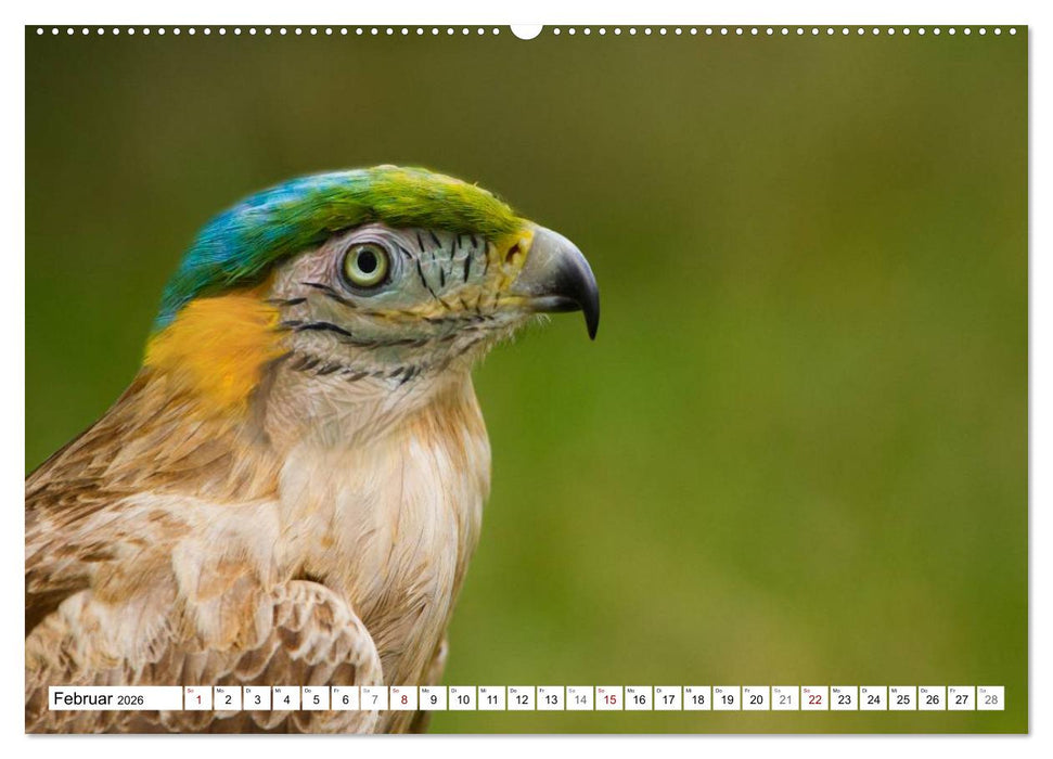 Lustige Tier-Hybriden (CALVENDO Wandkalender 2026)