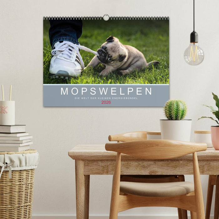 Mopswelpen (CALVENDO Wandkalender 2026)