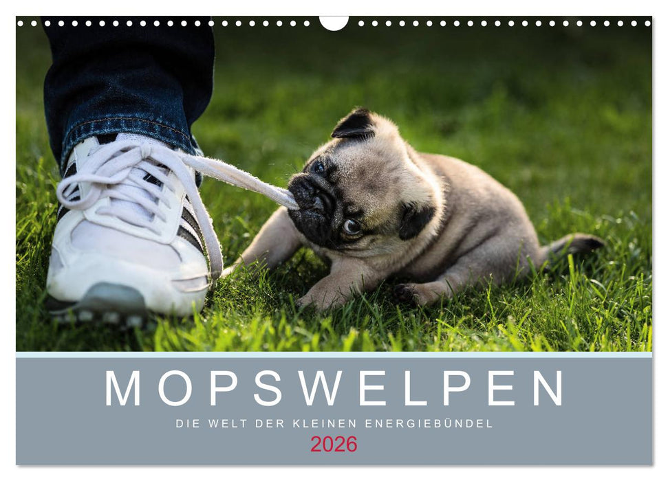 Mopswelpen (CALVENDO Wandkalender 2026)