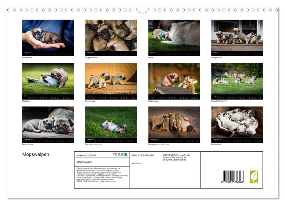 Mopswelpen (CALVENDO Wandkalender 2026)