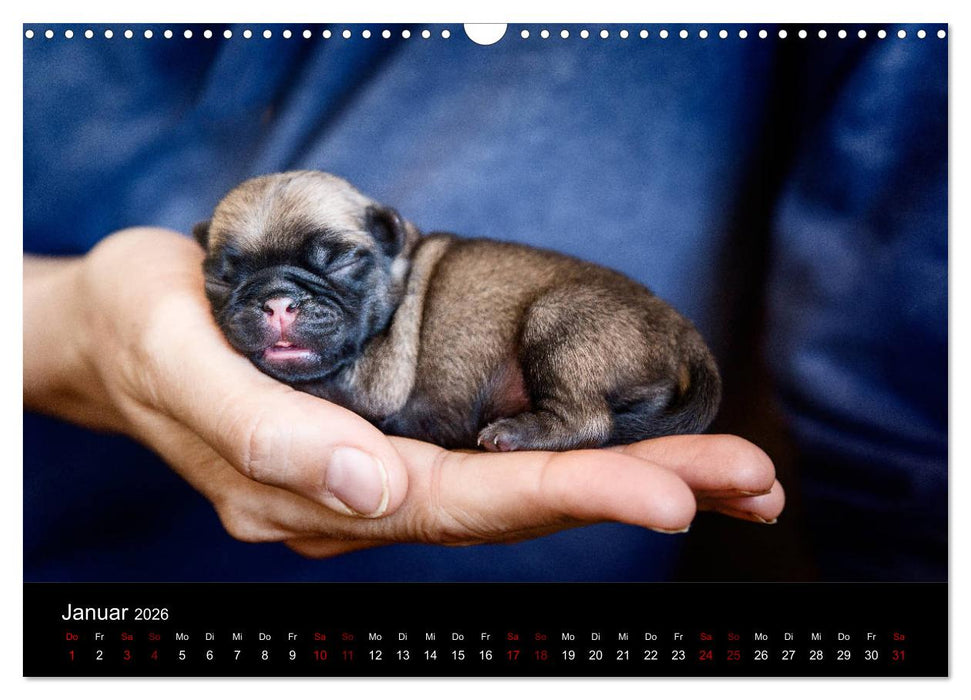 Mopswelpen (CALVENDO Wandkalender 2026)