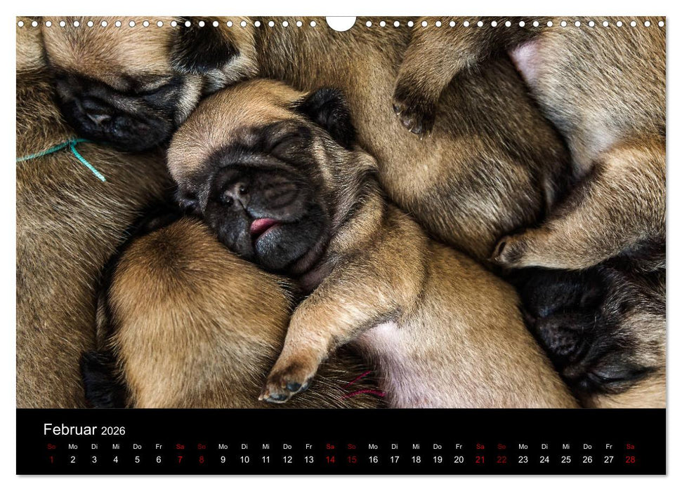 Mopswelpen (CALVENDO Wandkalender 2026)