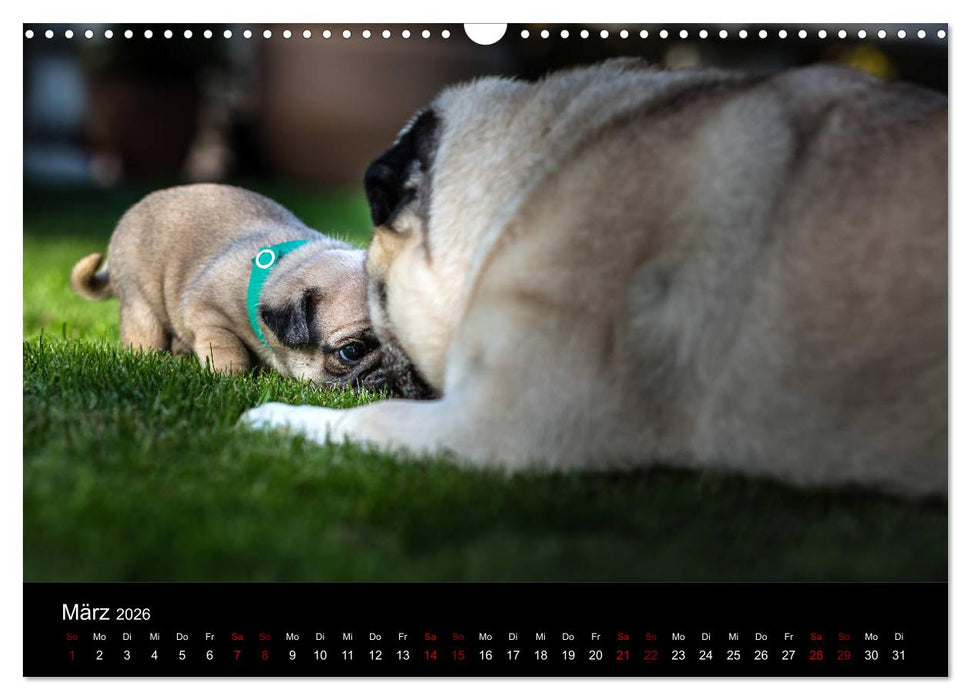Mopswelpen (CALVENDO Wandkalender 2026)