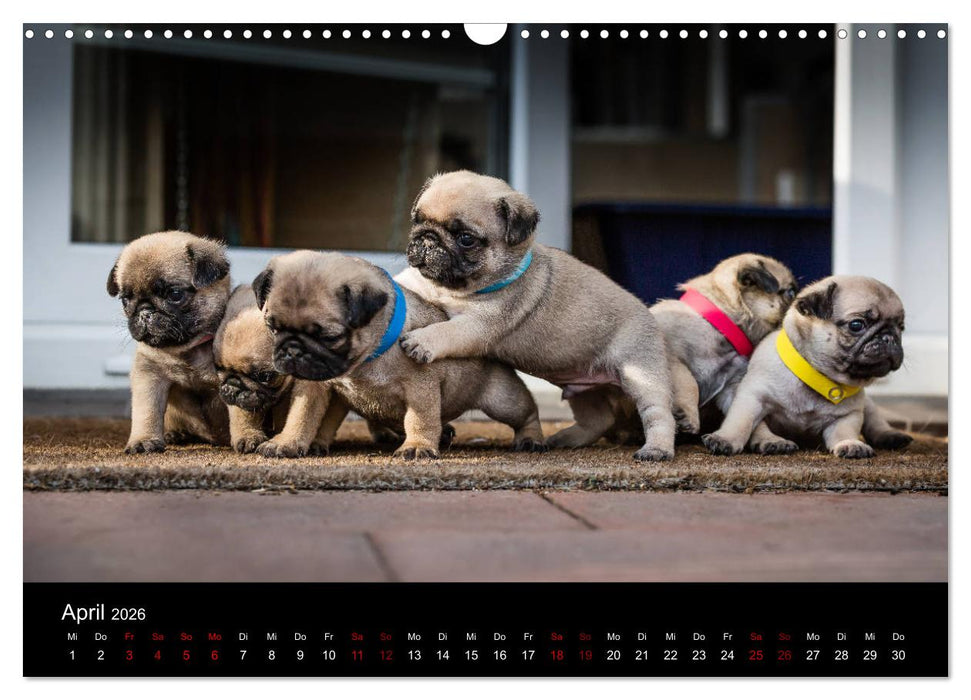 Mopswelpen (CALVENDO Wandkalender 2026)