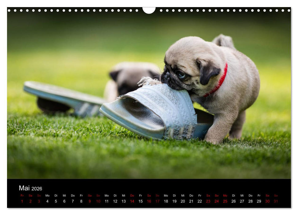 Mopswelpen (CALVENDO Wandkalender 2026)