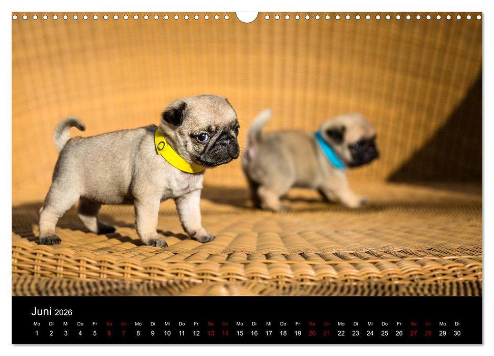 Mopswelpen (CALVENDO Wandkalender 2026)