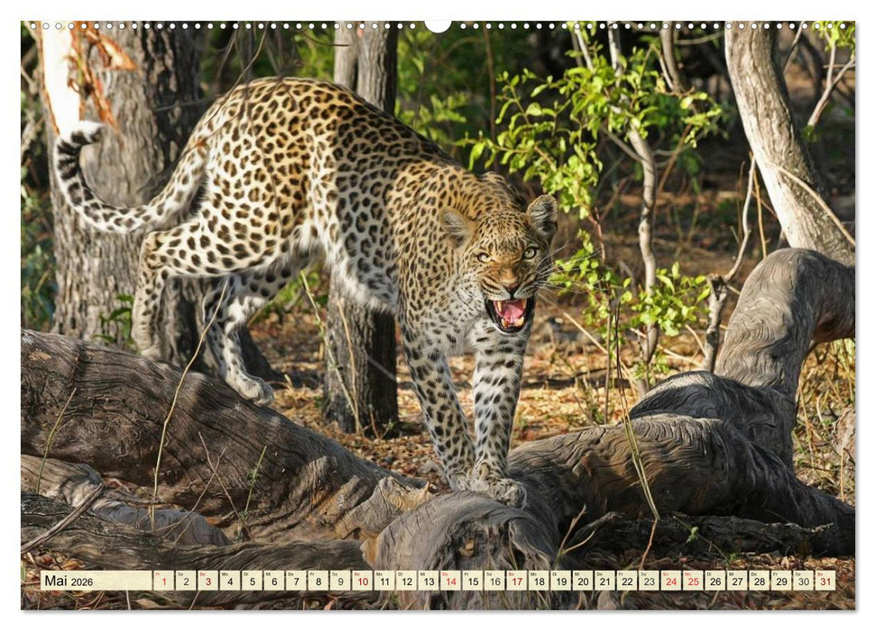 Afrika. Botswanas wundervolle Tierwelt (CALVENDO Wandkalender 2026)