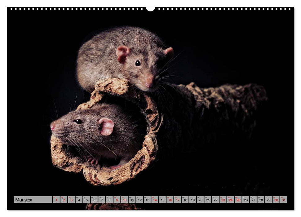 Rattenscharf und zuckersüß (CALVENDO Wandkalender 2026)