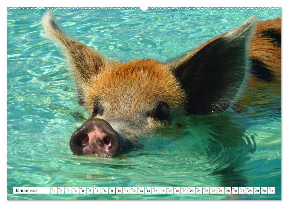 Schweine im Dauerurlaub auf den Bahamas! (CALVENDO Wandkalender 2026)