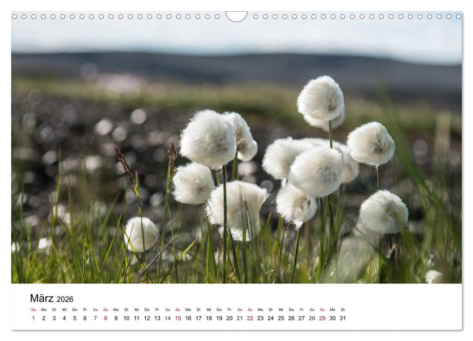 Island - rauhe Schönheit zum Verlieben (CALVENDO Wandkalender 2026)