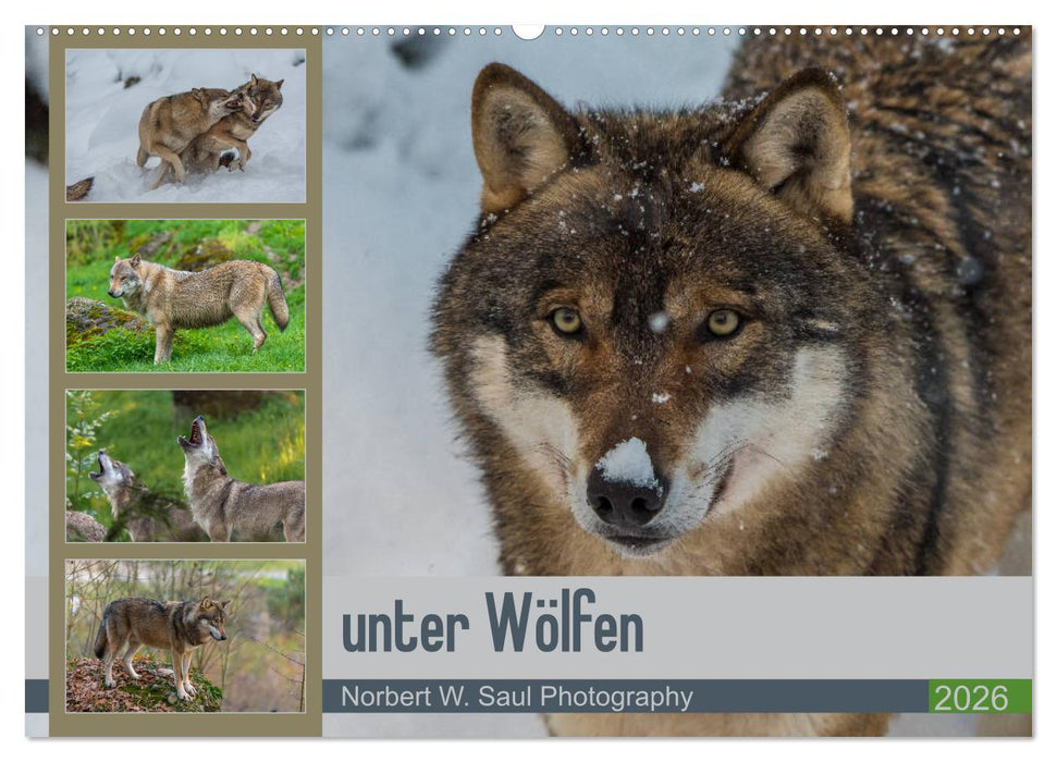 unter Wölfen (CALVENDO Wandkalender 2026)