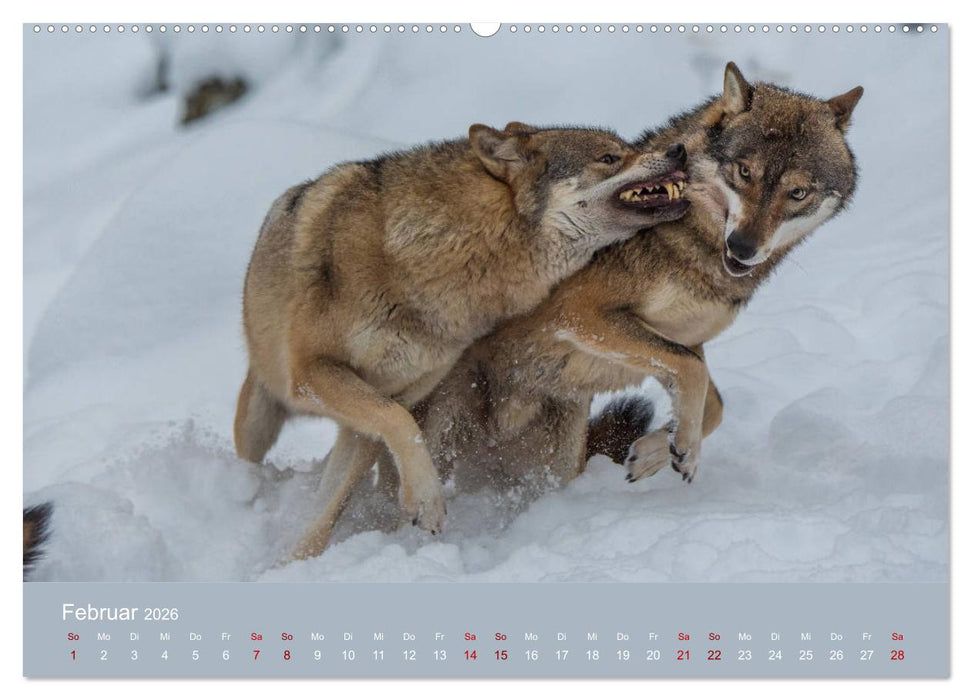 unter Wölfen (CALVENDO Wandkalender 2026)