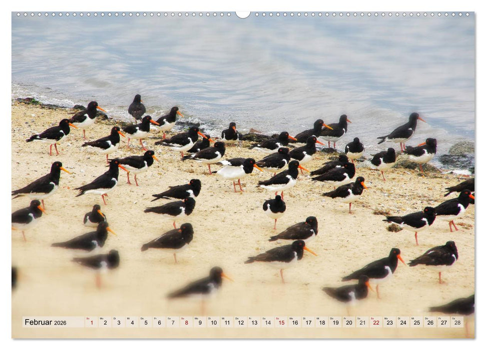 Typisch Amrum! (CALVENDO Wandkalender 2026)