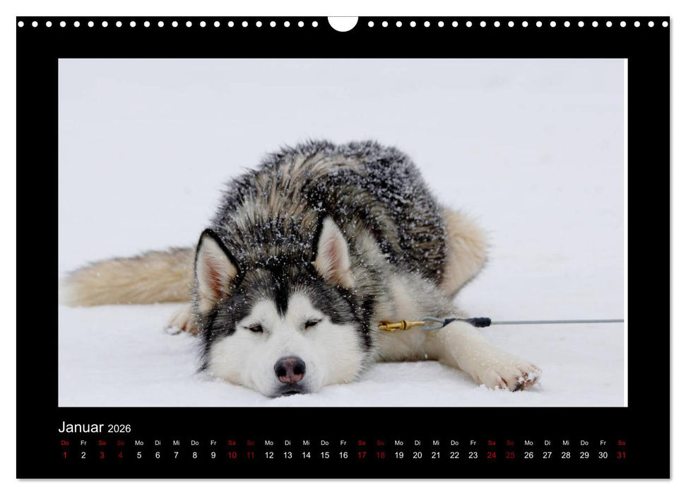 Huskys im Schnee (CALVENDO Wandkalender 2026)