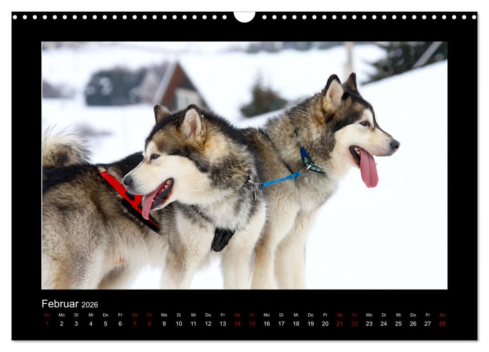 Huskys im Schnee (CALVENDO Wandkalender 2026)