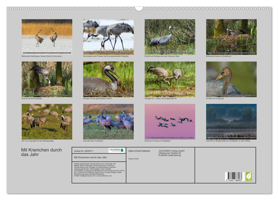 Mit Kranichen durch das Jahr (CALVENDO Wandkalender 2026)