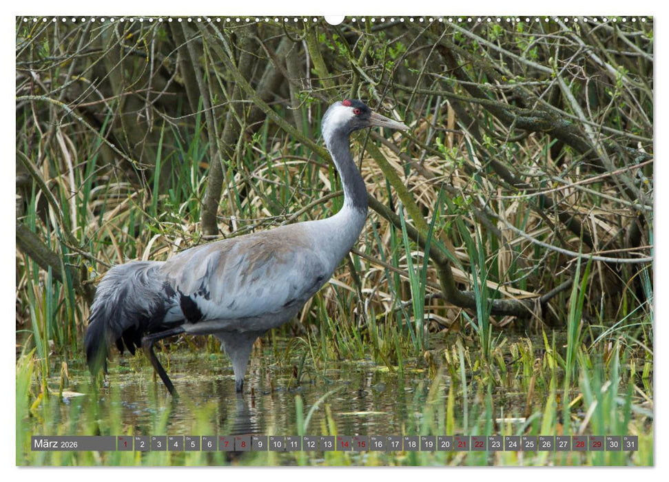 Mit Kranichen durch das Jahr (CALVENDO Wandkalender 2026)