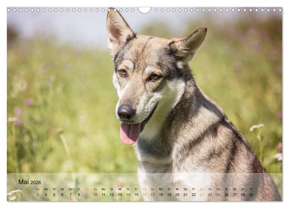 Wolfshunde 2026 (CALVENDO Wandkalender 2026)