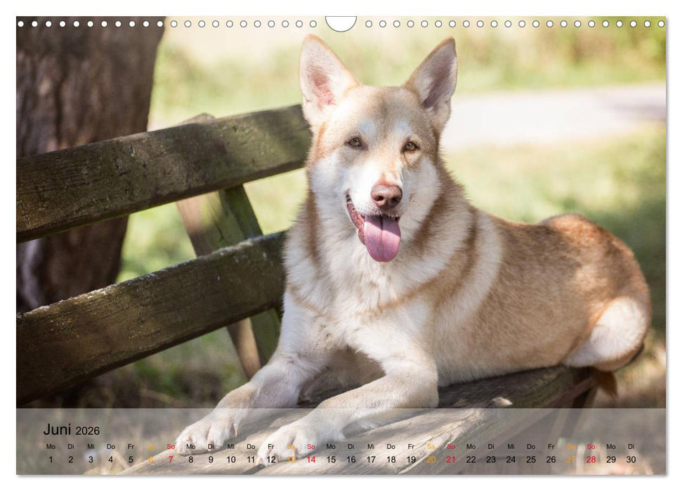 Wolfshunde 2026 (CALVENDO Wandkalender 2026)