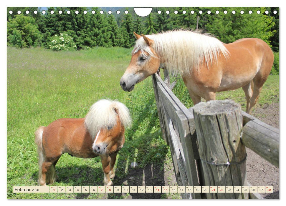 Tiroler Langmähnen (CALVENDO Wandkalender 2026)