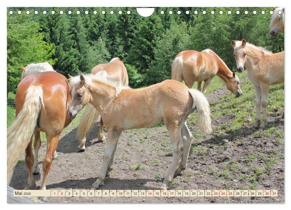 Tiroler Langmähnen (CALVENDO Wandkalender 2026)