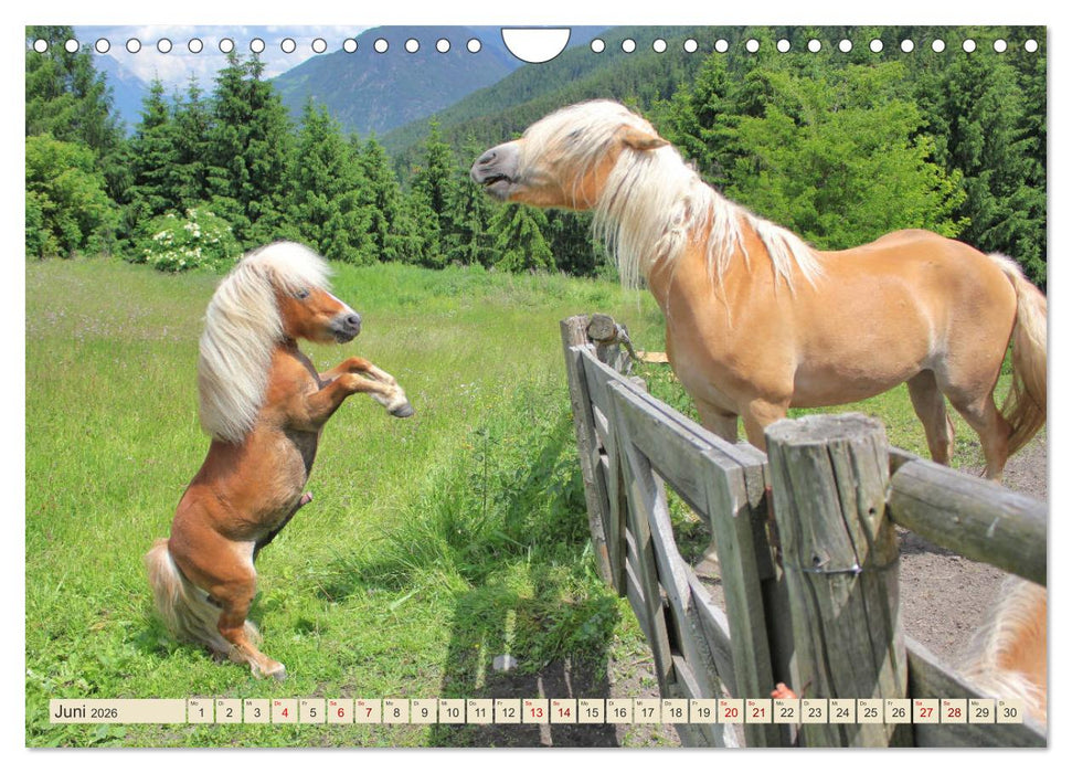 Tiroler Langmähnen (CALVENDO Wandkalender 2026)