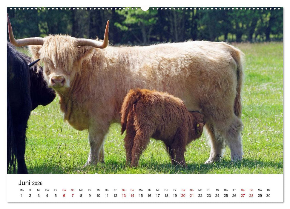 Von Cornwall nach Schottland (CALVENDO Wandkalender 2026)