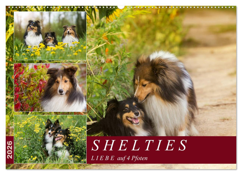 SHELTIES Liebe auf 4 Pfoten (CALVENDO Wandkalender 2026)