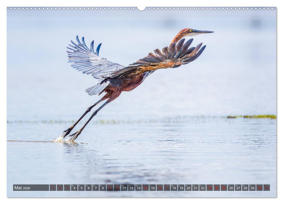 Safari in Tansania (CALVENDO Wandkalender 2026)