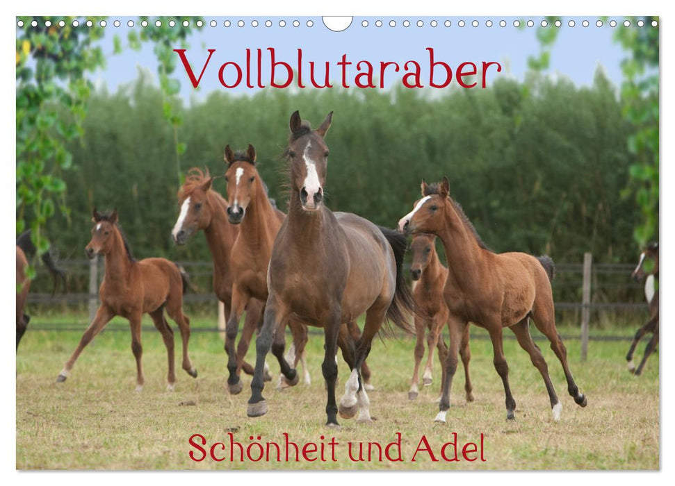 Vollblutaraber - Schönheit und Adel (CALVENDO Wandkalender 2026)