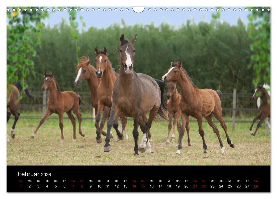 Vollblutaraber - Schönheit und Adel (CALVENDO Wandkalender 2026)
