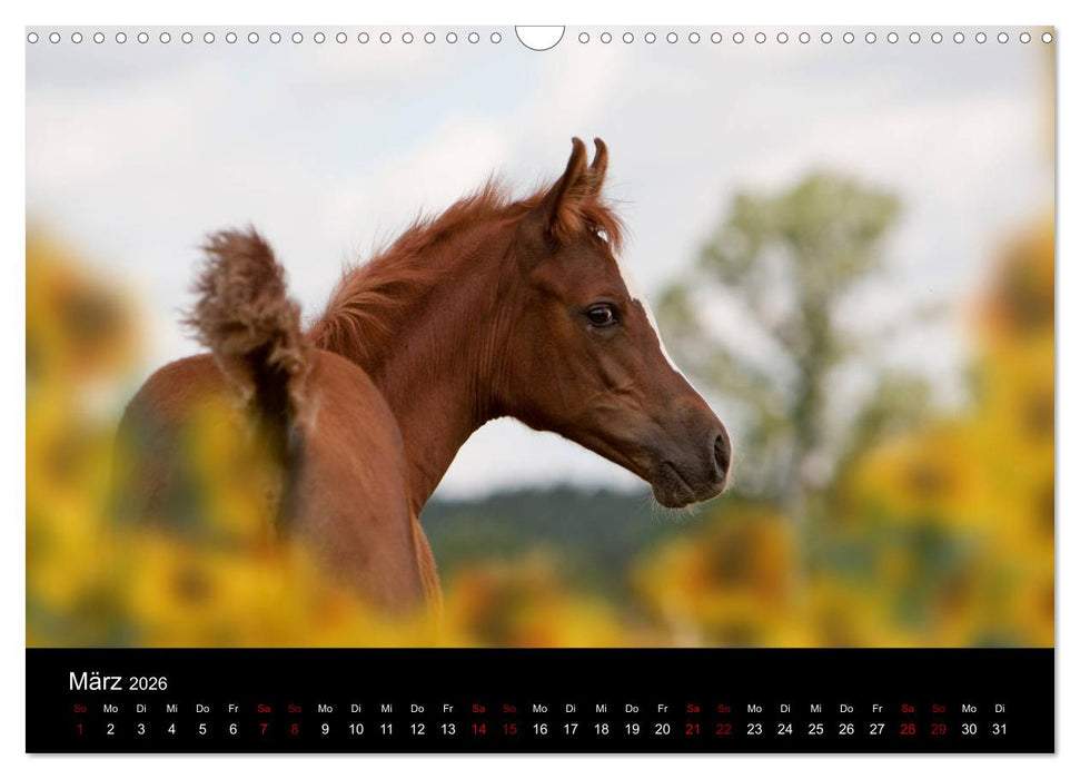 Vollblutaraber - Schönheit und Adel (CALVENDO Wandkalender 2026)