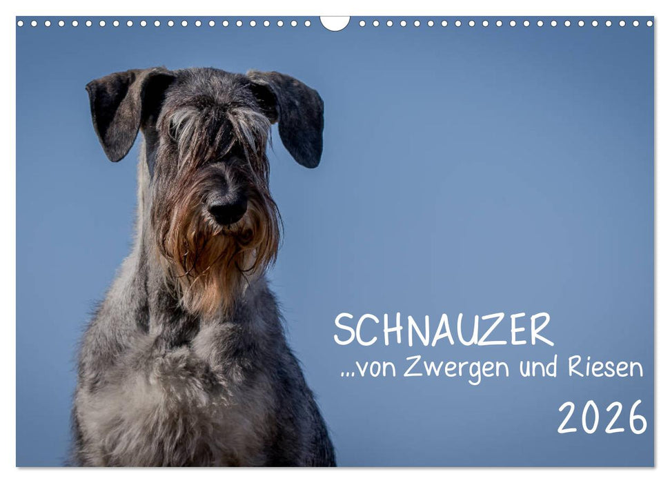 Schnauzer... von Zwergen und Riesen 2026 (CALVENDO Wandkalender 2026)